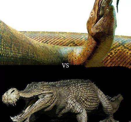 中国蟒蛇vs外国蟒蛇的区别