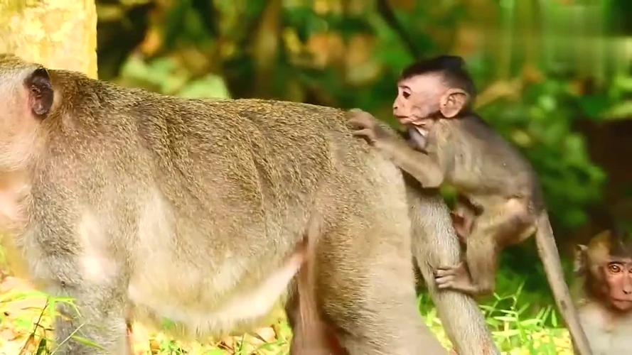 中国vs外国的猴子视频