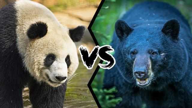俄罗斯大熊猫vs日本大熊猫比赛