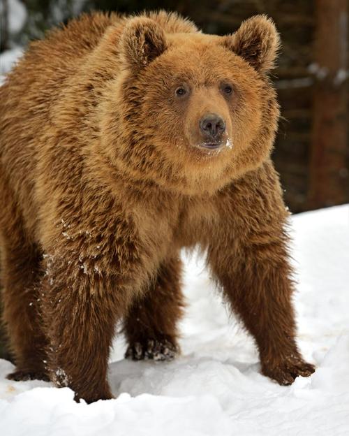 普通棕熊