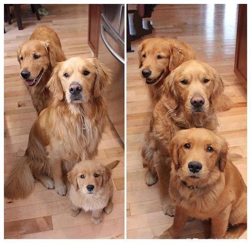 狗狗小时候vs长大后照片对比