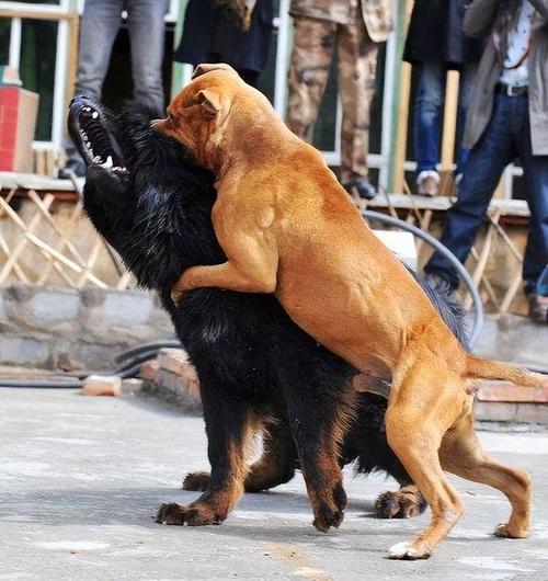 藏獒vs世界第一猛犬