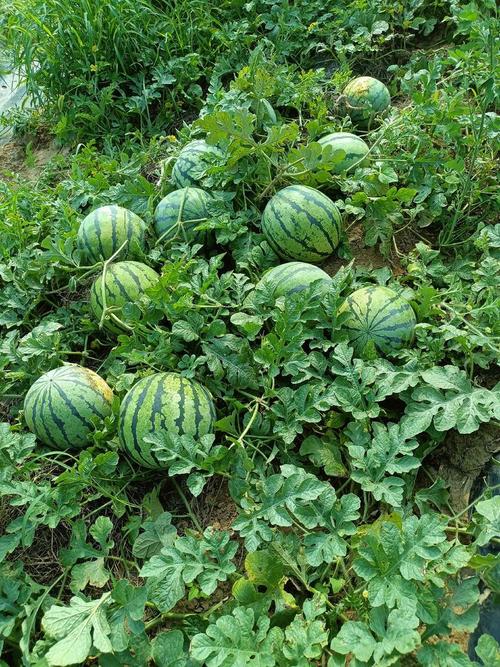 西瓜的产量每亩大约多少斤