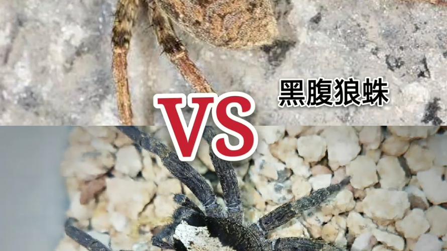 黑肚狼蛛vs日本大黄蜂